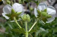 Potentilla rupestris