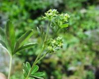 Potentilla alchimilloides