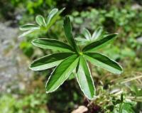 Potentilla alchimilloides