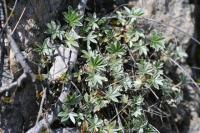 Potentilla alchimilloides