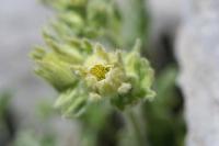 Potentilla nivalis subsp. nivalis