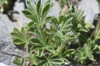 Potentilla nivalis subsp. nivalis