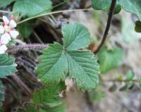 Potentilla micrantha