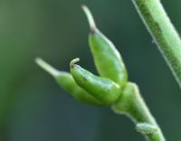 Aconitum lycoctonum subsp. vulparia