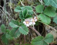 Potentilla micrantha