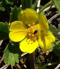 Potentilla cinerea