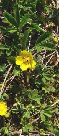 Potentilla cinerea