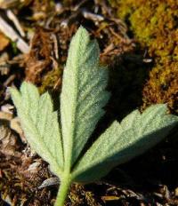 Potentilla cinerea