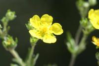 Potentilla argenta