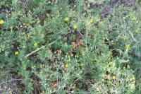 Potentilla argenta