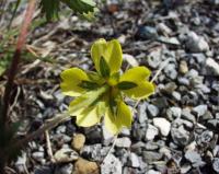 Potentilla reptans