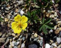 Potentilla reptans