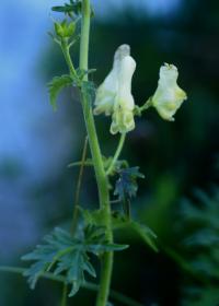 Aconitum lycoctonum subsp. vulparia