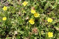 Potentilla reptans