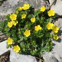 Potentilla brauniana