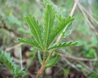 Potentilla recta