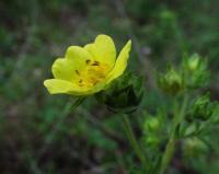 Potentilla recta