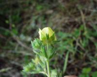 Potentilla recta