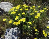 Potentilla recta