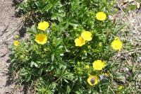 Potentilla aurea subsp. aurea