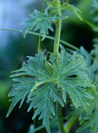 Aconitum lycoctonum subsp. vulparia