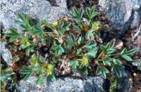 Sibbaldia procumbens