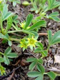 Sibbaldia procumbens