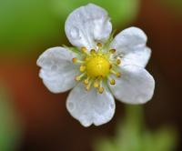 Fragaria vesca subsp. vesca