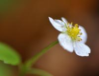 Fragaria vesca subsp. vesca