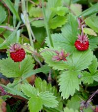 Fragaria vesca subsp. vesca