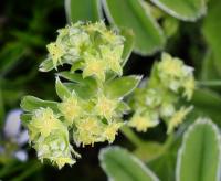 Alchemilla perspicua