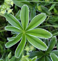 Alchemilla perspicua