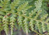 Asplenium adiantum-nigrum