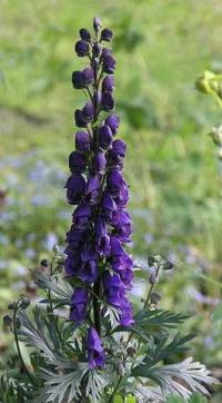 Aconitum napellus