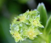 Alchemilla perspicua