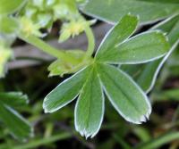 Alchemilla perspicua