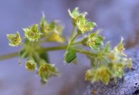 Alchemilla transiens