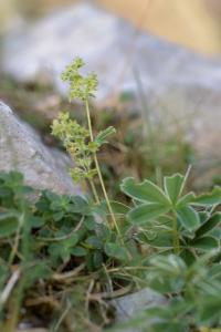 Alchemilla transiens