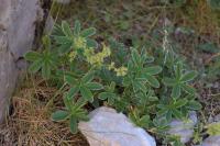 Alchemilla transiens