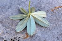 Alchemilla transiens