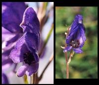 Aconitum napellus