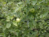 Malus sylvestris Malus sylvestris