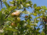 Malus domestica