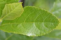 Sorbus chamaemespilus