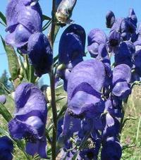 Aconitum napellus