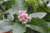 Sorbus chamaemespilus