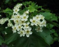 Sorbus torminalis