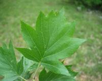 Sorbus torminalis