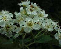 Sorbus torminalis