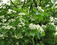 Sorbus torminalis